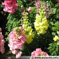 Comment appelle-t-on aussi le muflier ?