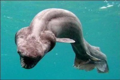 Ce poisson est-il rel ou fictif ?