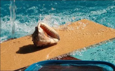 Cette tte de requin a-t-elle t vraiment coupe ?