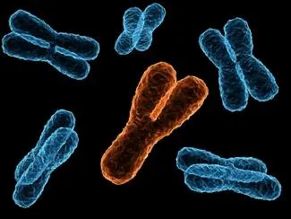 Quelle paire de chromosomes correspond au sexe fminin ?