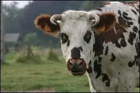 Lotoise est venue accompagnée d'une de ses voisines :