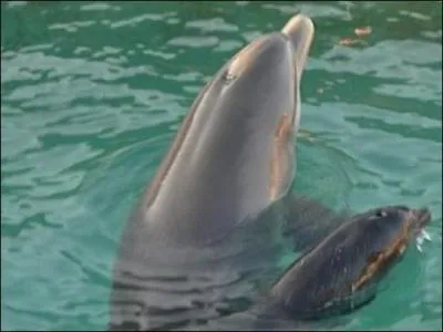 À quel âge la femelle peut-elle avoir un bébé ?