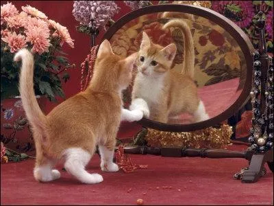 Un conte revisité. Quel rôle vient de reprendre cette jolie minette ?