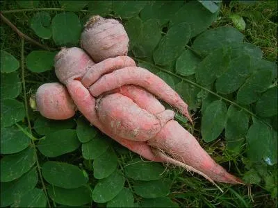 Les végétaux, eux aussi, fêtent la Saint-Valentin. Quel légume reconnaissez-vous ?