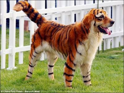 Les savants chinois, toujours  la pointe du progrs, viennent d'accomplir l'incroyable exploit : croiser un chien et une tigresse !