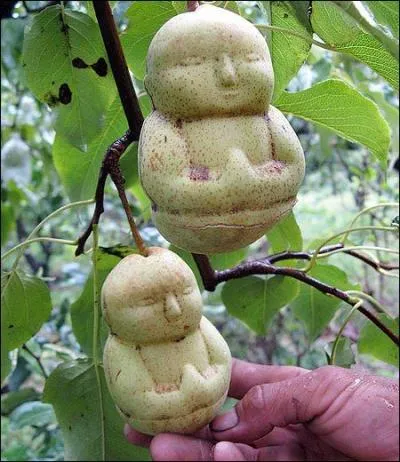 Cette varit de pomme pousse en Chine (encore ! ), elle est appele  main-de-bouddha) !