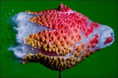 Sur cette photo, on peut voir un fruit !