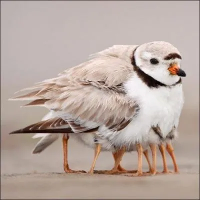 Trouve prs d'une centrale nuclaire, cette mouette  plusieurs pattes !