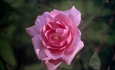 Ayant dclar en son coeur son amour pour la belle inconnue  son amie la rose, le Prince s'en retourna chez lui, et tout aussi soudainement... ?