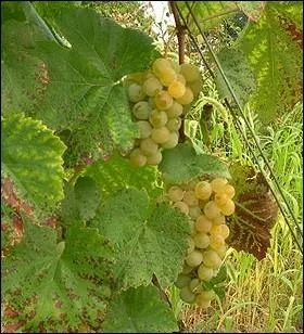 Prohib en France en 1935, ce cpage tait utilis dans l'laboration d'un vin blanc rput pour  rendre fou ... .