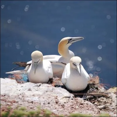 Le Fou de Bassan , oiseau de mer doit son nom  l'le de Bass Rock o nidifie une importante colonie. O se situe cette le ?