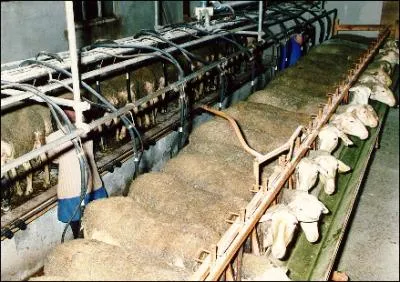 Quelle est cette race de brebis qui donne sont lait pour faire le fromage de Roquefort ?