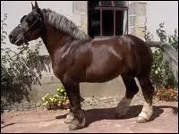 Quel est ce cheval plutt lger 1m60/ 900kg ? Son nom est inspir de son utilisation la plus courante et de sa rgion. Une autre morphologie de cette race existe pour une autre fonction.