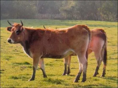Quelle est cette vache ? Si de nos jours elle est leve pour la finesse de sa viande labellise  fleur de...  , c'est grce aux produits drivs (AOC) de sont lait que sa rgion est trs