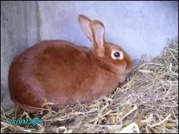 Quel est ce lapin trs courant dans les levages ? Malgr son nom c'est bien un lapin.