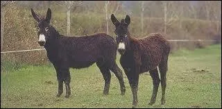 Quel est ce grand ne originaire du Centre de la France ? Le mle commence  1m35 au garrot.