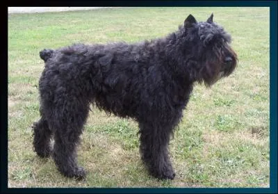 Ce chien  Bouvier  est originaire de quelle rgion ?