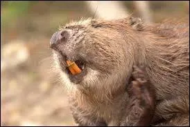 Comment dit-on  castor  en anglais ?