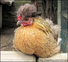 Comment dit-on  poule  en anglais ?