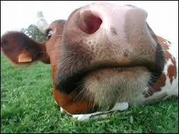 Comment dit-on  vache  en anglais ?