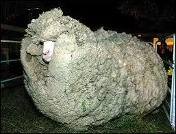 Comment dit-on  mouton  en anglais ?