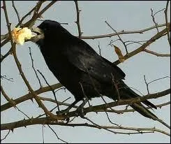 Comment dit-on  corbeau  en anglais ?