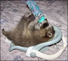 Comment dit-on  raton laveur  en anglais ?