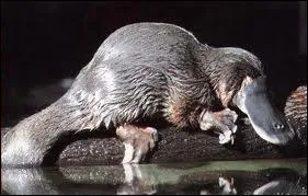 Comment dit-on  ornithorynque  en anglais ?