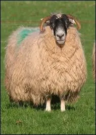 Comment dit-on  blier  en anglais ?