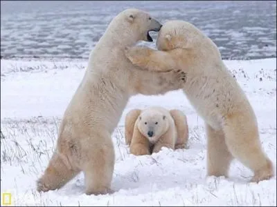 Juste pour le plaisir de regarder une belle photo. O peuvent bien s'entraner ces ours blancs sous l'oeil vigilant de l'arbitre ?