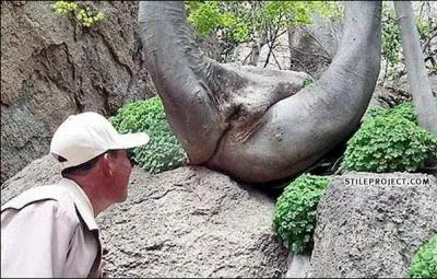 Dame nature est une coquine. Que voyez-vous, l ?