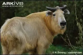 Quel est cet animal qui vit en Chine et dans l'Himalaya et qui n'est pas forcment farceur ?