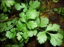 Quelle est cette plante aromatique reconnue pour faciliter la digestion ?