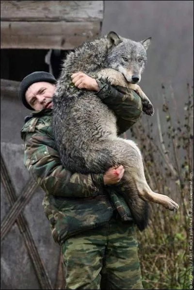 Cette fable concerne trois prdateurs !