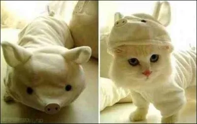 Ce chat est joueur, il pourrait bien vous jouer un tour ...