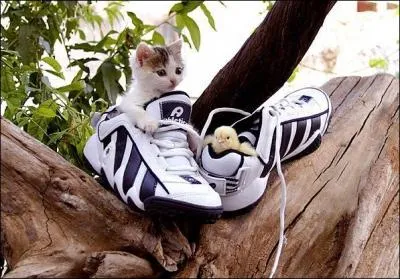 Vous venez de faire une trs longue randonne, vous faites donc une pause, fort heureusement car ...