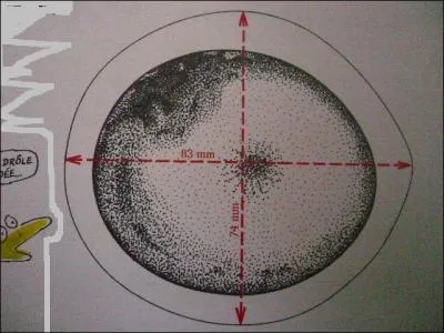 Cet œuf d'anguille mesure 83 mm et 74 mm comme le montre le schéma. Sachant qu'il est grossi 60 fois, quelles sont ses dimensions réelles ?