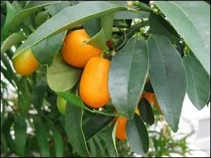 J'adore les espces de fruits orange clair qui s'appellent les kumquats. Pierrot Brave en profite pour affirmer que je n'ai pas de :