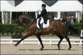 D'o vient le dressage ?