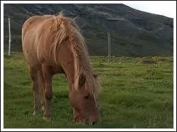Qu'est-ce que l'quitation islandaise ?