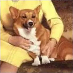 Cette clbre femme adore les chiens. Elle en a d'ailleurs adopt plusieurs, tous des Welsh Corgis. Elle est rpute pour ses tenues colores, trs attendues  chacune de ses apparitions. C'est :