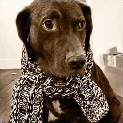 La classe : on l'a ou on ne l'a pas. Le matre de Timber semble avoir du got en matire de foulards. Mais qui est ce jeune acteur anglais, prnomm Tom ? On dit qu'il avait un rle dans Harry Potter...