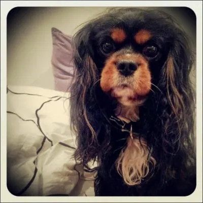 Moi c'est Jennings. Mister Jennings. Ma matresse m'adore. C'est une jeune actrice amricaine trs talentueuse. A 10 ans, elle tenait dj le rle principal dans le film Esther ! Elle s'appelle :