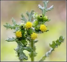 Le snon est toxique pour le cheval.