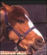 Pourquoi le cheval mord-il la clture ?