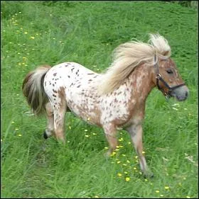 Quelle est cette race (la plus petite au monde) ?