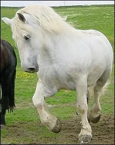 Le percheron est un cheval de trait .