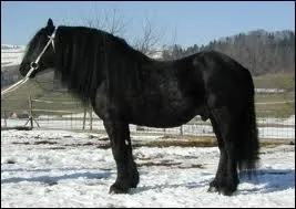 Le cheval de Mrens est un cheval de trait .