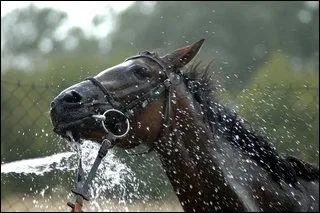 Il faudrait doucher le cheval :
