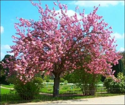 Qu'est-ce qu'une griotte ?